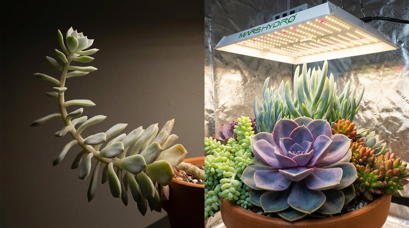Best Grow Lights for Succulents: GE Seeds & Greens vs. Sansi