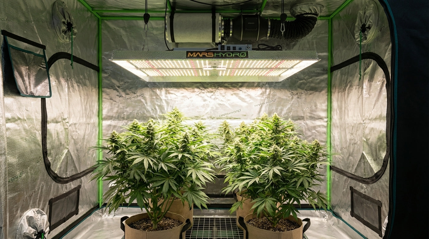 Mars Hydro TS Series Review: Is It the Best Budget Grow Light?