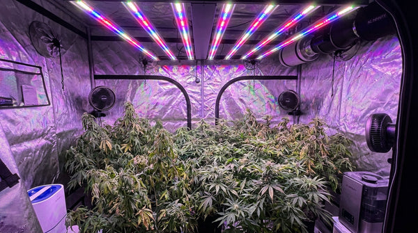 Troubleshooting LED Grow Light Flickering: Common Causes and Fixes