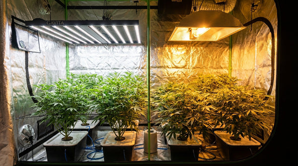 Vivosun AeroLight vs. Traditional HPS: Energy Efficiency Battle